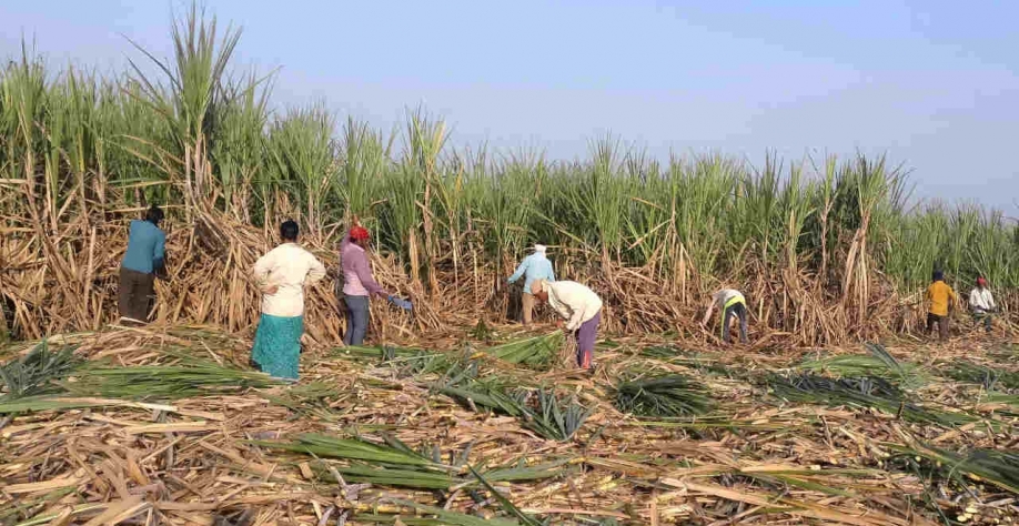 Safra indiana 22/23 de açúcar deverá ser boa novamente, como do Brasil e da Tailândia (Imagem: Reuters/Rajendra Jadhav)