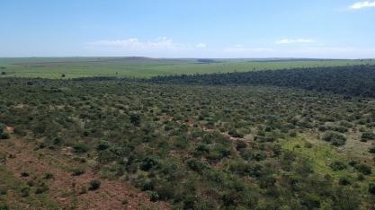 Atvos planta cerca de 280 mil mudas no maior corredor ecológico da Mata Atlântica