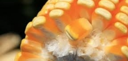 Etanol/milho: Unem estima produção de 4,5 bilhões de litros na safra 2022/23, alta de 31% ante 2021/22