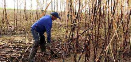 Começa a safra de cana no Sul do ES
