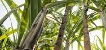 Preço do ATR tem recuperação de 6,9% em abril