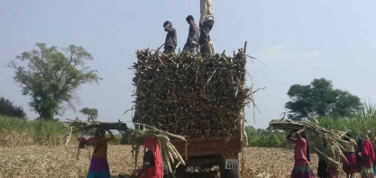 Preços do açúcar na Índia podem permanecer firmes apesar de restrições às exportações