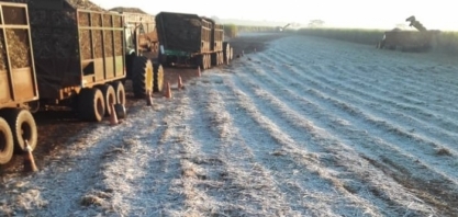 Secretaria de Agricultura alerta para geada no Estado de São Paulo 