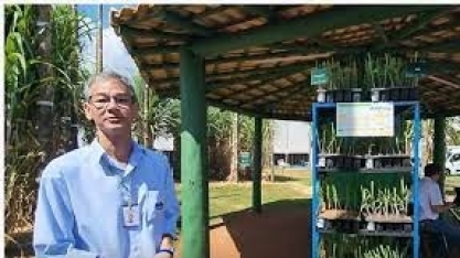 IAC apresenta atualização do sistema de produção de muda pré-brotada (MPB)