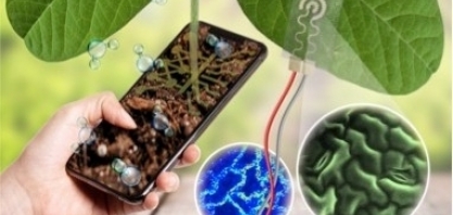 Sensor vestível permite monitorar em tempo real a saúde de lavouras de soja e cana-de-açúcar