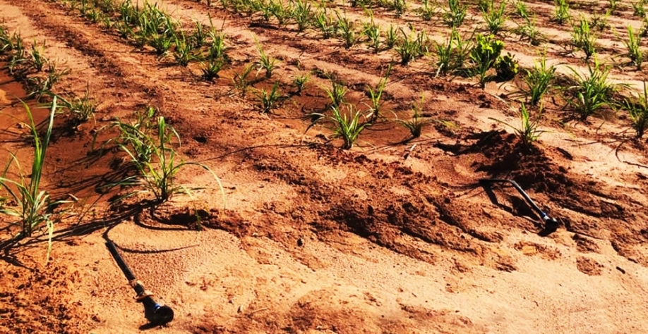 Ureia, nitrato de amônio, cloreto de potássio pó branco, MAP purificado e vinhaça podem ser aplicados utilizando os mesmos equipamentos de injeção de água e durante todo o ciclo da cultura. Foto: Divulgação Netafim
