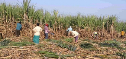 Índia pode restringir exportações de açúcar a 10 mi t, diz Reuters