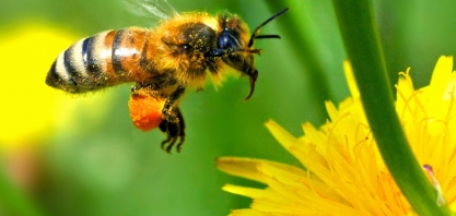 Dia Mundial das Abelhas será comemorado com um voo de avião caracterizado como o maior polinizador do planeta