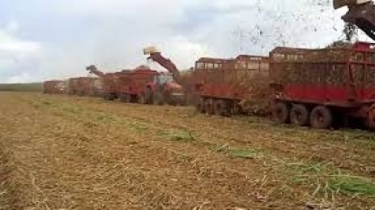 Cana: em caso de geada no Brasil, açúcar tende a ser mais competitivo do que etanol, estima HedgePoint