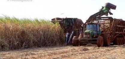 Com o preço do combustível em alta, produção de cana de açúcar cresce no Tocantins