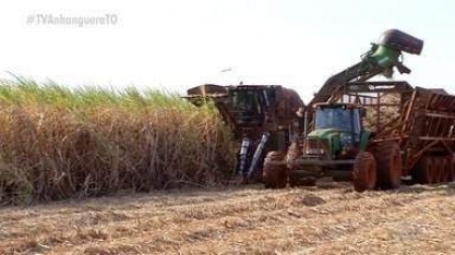 Com o preço do combustível em alta, produção de cana de açúcar cresce no Tocantins