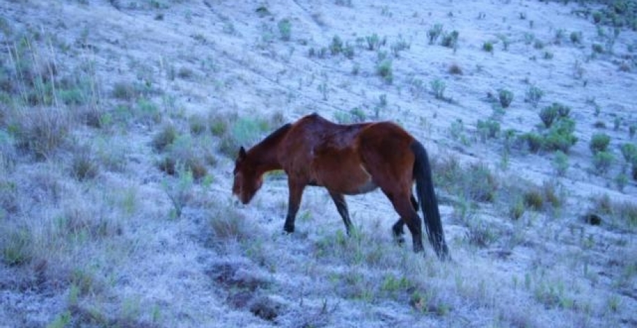 Foto: Mycchel Legnaghi/São Joaquim Online 