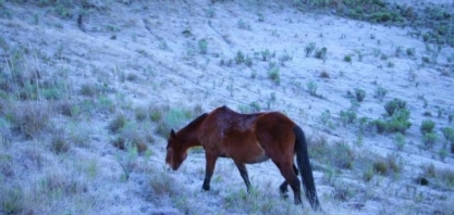 Centro-Sul terá dias congelantes nesta semana