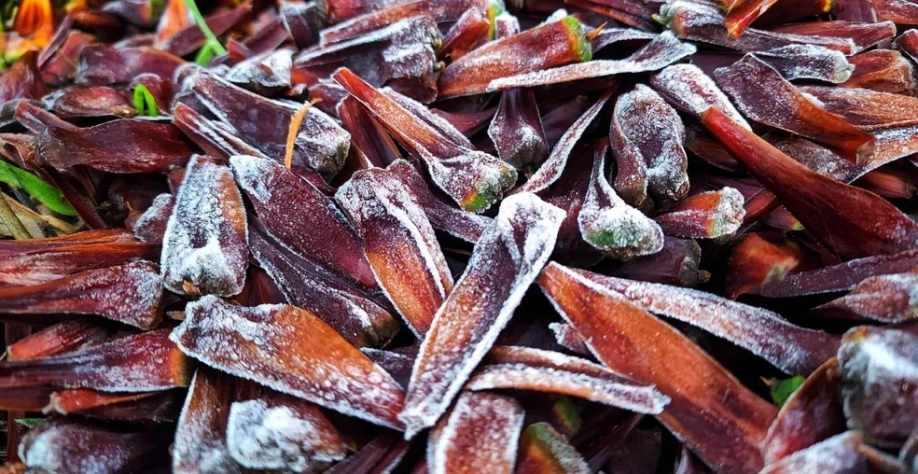Pinhão fica coberto de gelo durante geada em Santa Catarina — Foto: Mycchel Legnagi/ São Joaquim Online