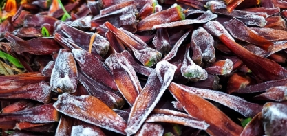 Áreas de milho, café e cana do Brasil escapam de geadas