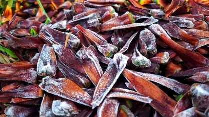 Áreas de milho, café e cana do Brasil escapam de geadas