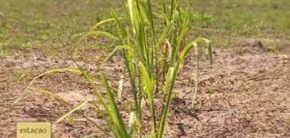 Cultivo da cana-de-açúcar está em alta em Sergipe