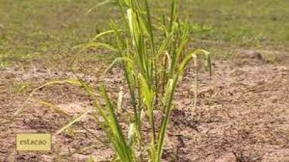 Cultivo da cana-de-açúcar está em alta em Sergipe