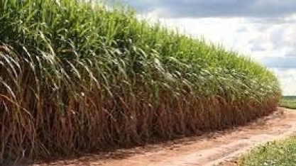 Biocarvão pode diminuir dependência de fertilizantes importados