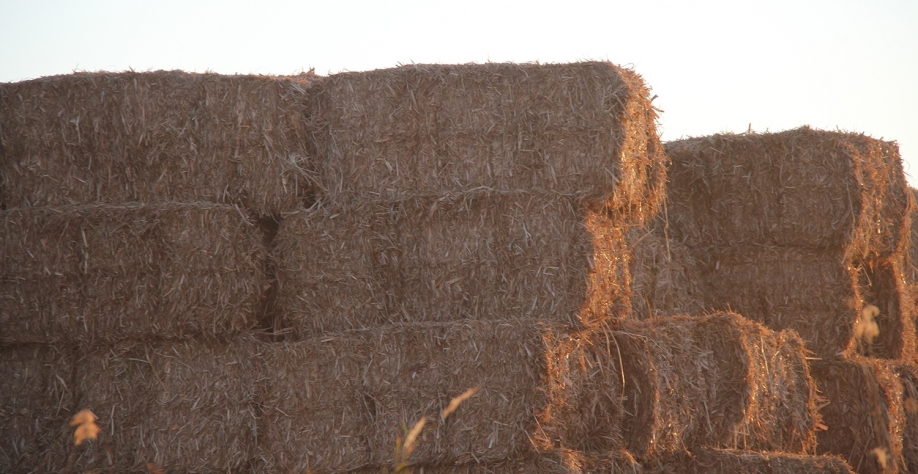  A tendência hoje é o uso de fardos de palha com teor de umidade que varia de 15% a 35%