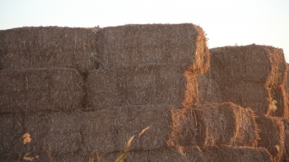 Vantagens competitivas do setor sucroenergético brasileiro para a produção de energia