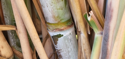 Atual safra apresenta retração de 7,31% na ATR na comparação com o mesmo período do último ciclo