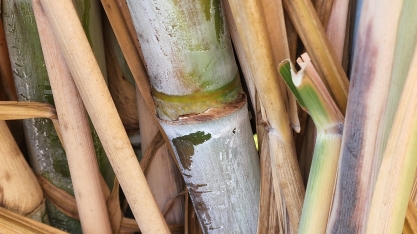 Atual safra apresenta retração de 7,31% na ATR na comparação com o mesmo período do último ciclo