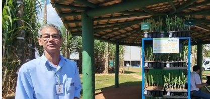 IAC apresenta atualização do sistema de produção de muda pré-brotada (MPB)