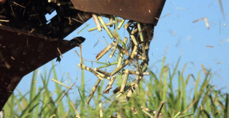 Estado teve produtividade afetada pela seca hsitórica que castigou as lavouras, além das geadas de 2021 - Crédito: José Roberto Miranda/Embrapa/Reprodução