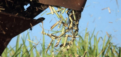 Clima prejudica produtividade de cana-de-açúcar no MS que inicia safra com números negativos