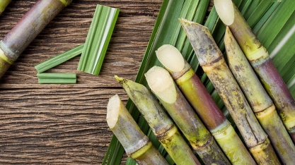 Sindaçúcar-AL: safra 21/22 teve crescimento de 7% face ao ciclo 20/21