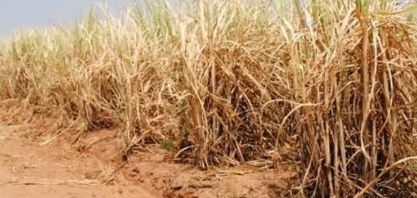 Expectativa de produção para a safra canavieira 2022/23 na região Centro-Sul é desanimadora