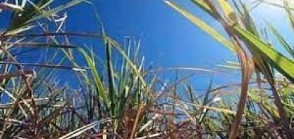 Setor sucroalcooleiro está otimista com safra de cana este ano