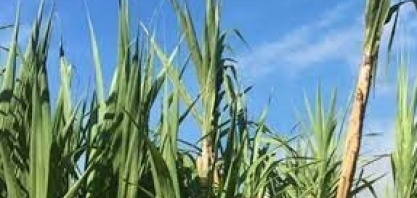 Fornecedores de cana iniciam plantio de inverno