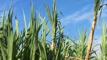 Fornecedores de cana iniciam plantio de inverno