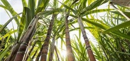 Asplana: confira a ATR do mês do maio 