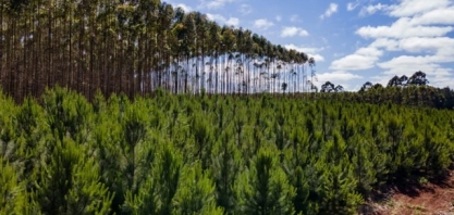 Eucalipto pode ser utilizado para produção de energia