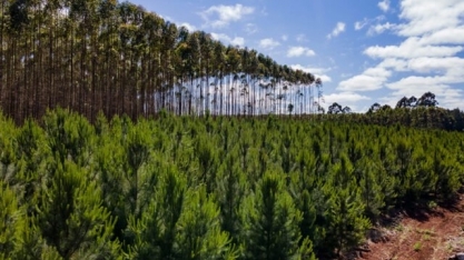 Eucalipto pode ser utilizado para produção de energia