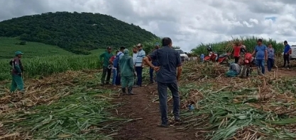 Coaf começa distribuição de novas variedades de cana para cooperados