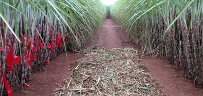 CTC: lucro líquido sobe 35,4% no 4tri22, a R$ 37,82 milhões, e bate recorde no acumulado da safra