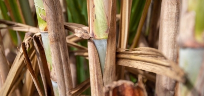 Consecana-AL/SE: ATR tem crescimento de 9,2% em maio