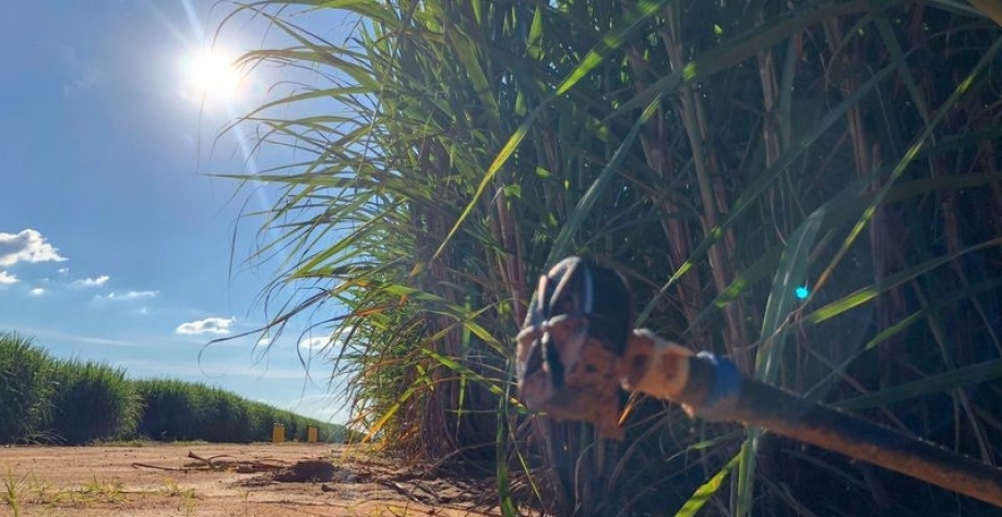 A solução para os entraves que atrapalham uma maior adoção da cana de ano passa pelo uso da irrigação racional, da qual o gotejamento subterrâneo desponta como a modalidade de maior eficiência. Foto: Divulgação Netafim