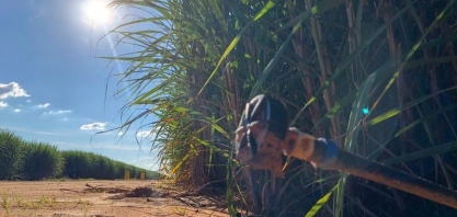 Irrigação por gotejamento eleva potencial da cana de ano e permite retorno financeiro em um ano