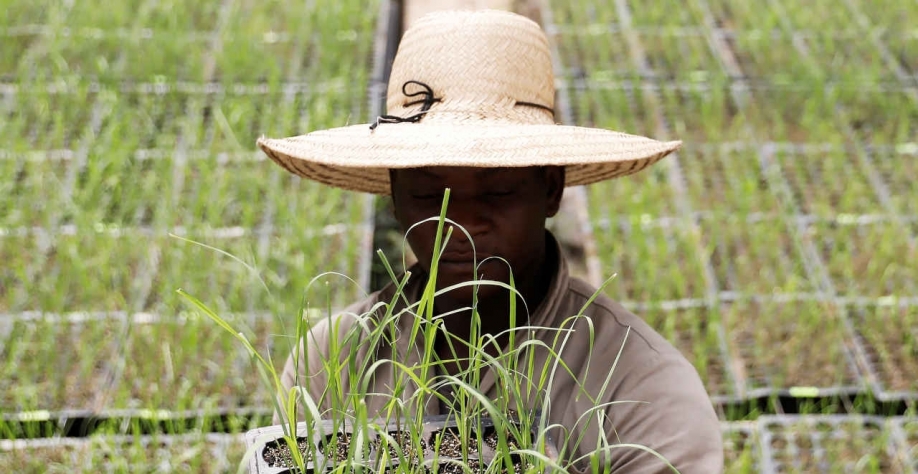 Renovação e novas variedades alargam horizontes com os CBios para canavieiros (Imagem: REUTERS/Nacho Doce)