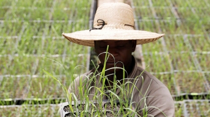 CBio ‘cheio’ dado na Coaf garante 30% de renovação da cana, variedades e manejo de “luxo’