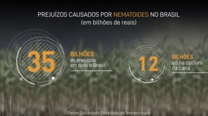 Lavoura canavieira perde cerca de 12 bilhões de reais por safra com ataque de nematoides