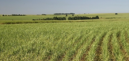  CEBDS realiza série de workshops sobre mercado de carbono voluntário