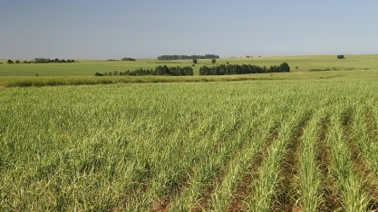 CEBDS realiza série de workshops sobre mercado de carbono voluntário
