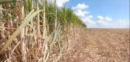 Moagem da cana-de-açúcar começa mais tarde em São Paulo por causa de problemas climáticos