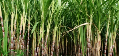 Usina Nova Cana Brava já começou a moer a cana comprada de 1,5 mil produtores
